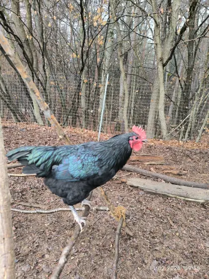 Reinrassige Australorp Hähne 3 Stk.