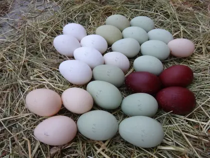 Speiseeier - Eier von alten Rassen