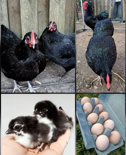 Zwerg Australorps schwarz Bruteier Zwerghühner