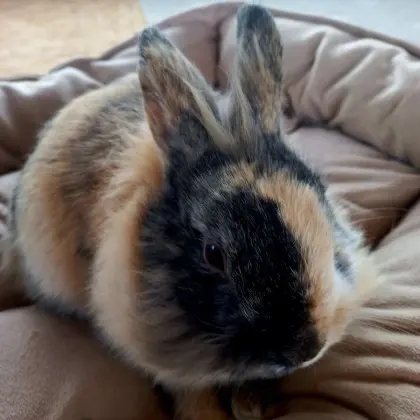 Löwenkopf Zwergkaninchen