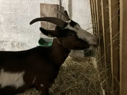 Tauernschecken-Ziege „Elsa“