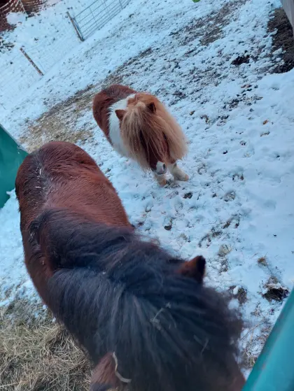 Minishetty und Shetty