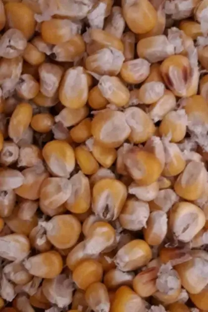 Körnermais Futtermais