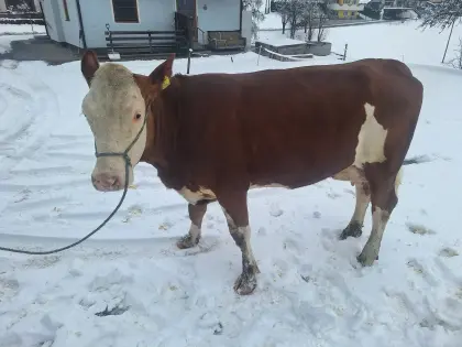 Verkaufe brave Erstlingskuh aus Aufzuchtbetrieb