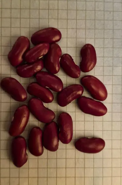 Rote Kidneybohnen
