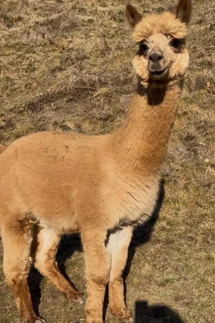 Alpaka Hengst Romeo