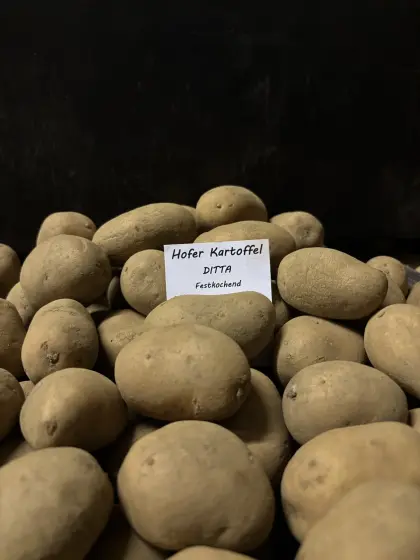 Saatkartoffel, Pflanzkartoffel aussortiert