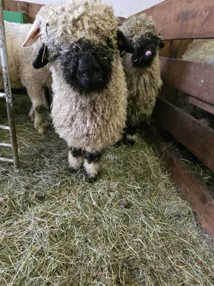 HB-fähige Walliser Schwarznasen Auen abzugeben