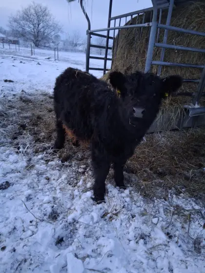 Galloway Absätzer weiblich