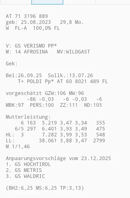 Trächtige Fleckviehkalbinnen