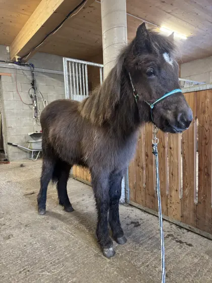 Isländer Stute Jährling