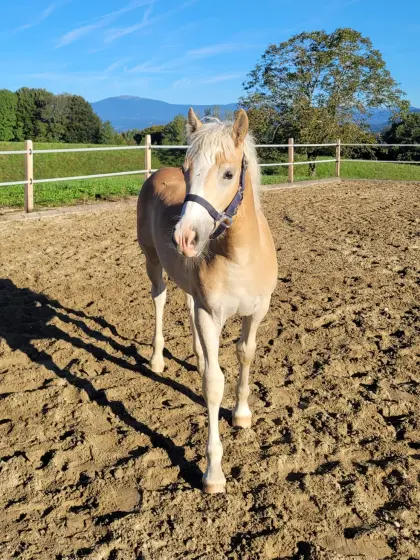 Hengstfohlen Stelvio