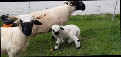 Verkaufe Bio Walliser Schwarznasen Jungschafe