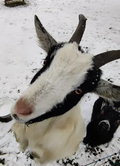 Zwergziegenbock kastriert