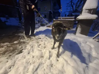 Krainer Steinschaf Jungwidder