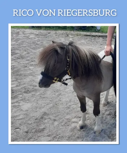 Gekörter Prämienhengst Shetlandpony-Minityp