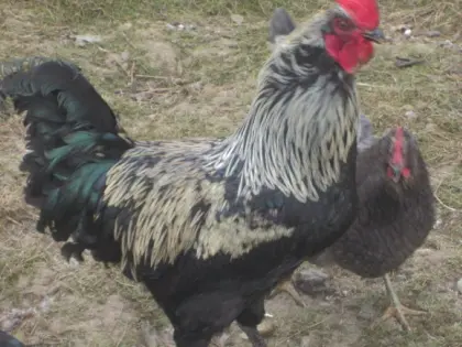 Bruteier Silverudds Bla Grünleger