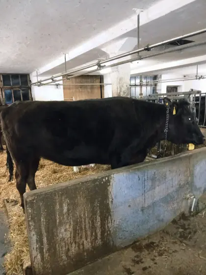 Wagyu Kuh 100% FB trächtig