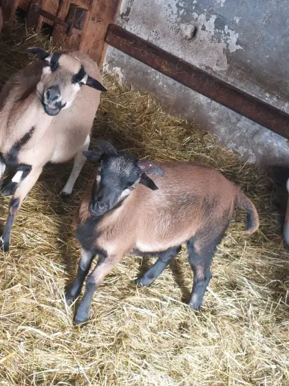 Verkaufe schöne BIO Kamerunbock