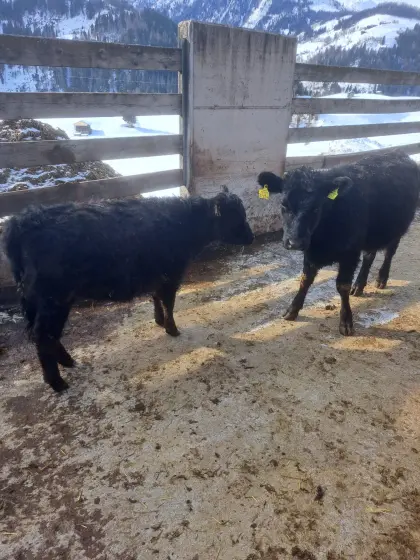 Angus Galloway Kalbinnen und Kälber