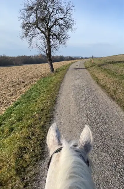 Suche Pachtgrund für 2 Pferde