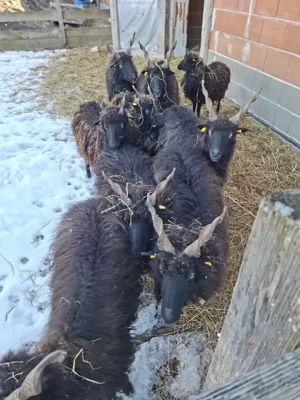 Ungarische Zackelschafe