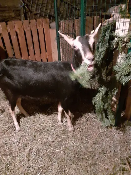 Hübsche Strahlenziege