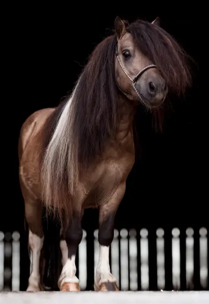 Deckhengst in Sonderfarbe Mushroomschecke Braun