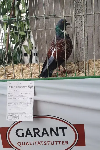 Cauchois Tauben zu verkaufen