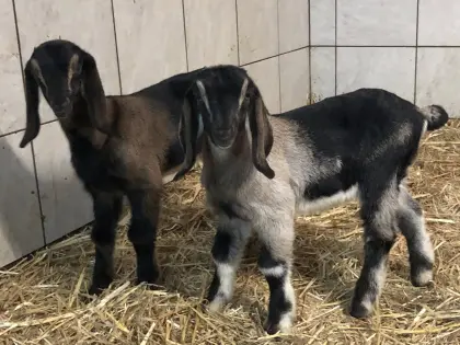 Anglo Nubier Ziegen