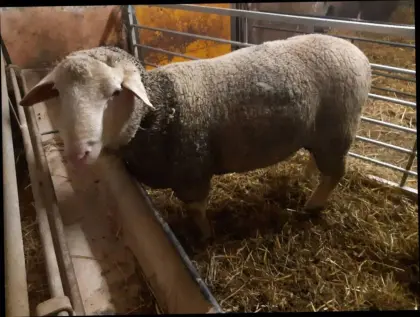 Merino Widder, Bock, 2b gekört