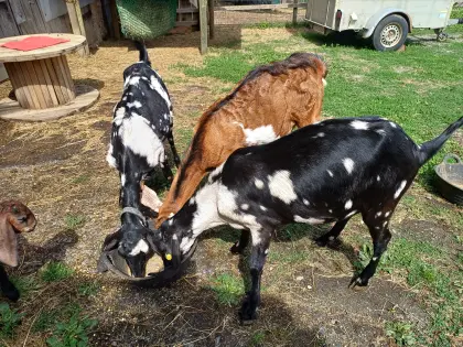 100% Anglo Nubier Mondschecken Herdbuch