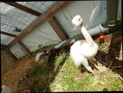 Nandu-Küken grau/weiß