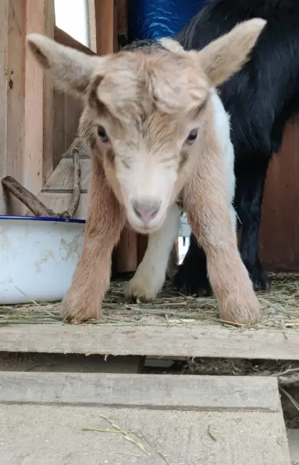 Entzückendes Zwergziegenböckchen