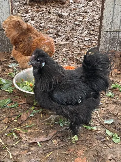 Seidenhähne und Steinhähne abzugeben