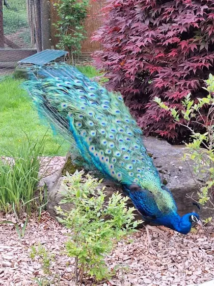 Schwarzflügel-Pfaue abzugeben