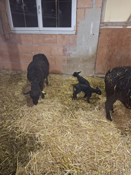 Jura Mutterschafe mit Bocklämmern