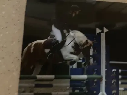 Reitcamp von Anfänger bis zum Profi