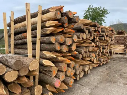 Suche Robiniensteher, Zaunpföcke