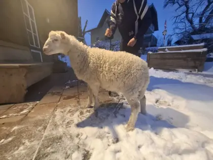 Krainer Steinschaf Jungbock