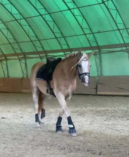 Haflingerstute Bengala