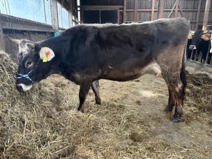 Bio Jungkuh - Braunvieh