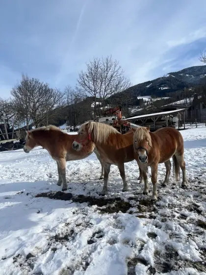 Haflinger Stuten