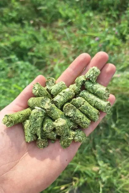 BIO Luzerne Pellets