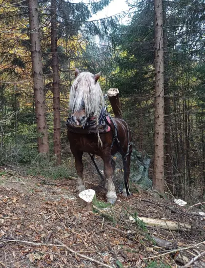 Gekörter Noriker Hengst Tonio Vulkan XVII