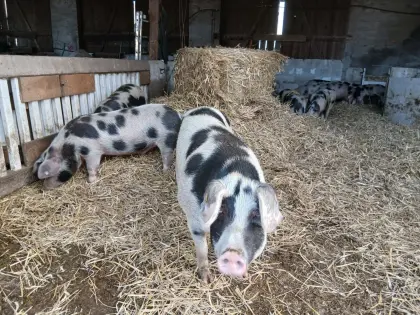 Bunte Bentheimer Bio Schweine