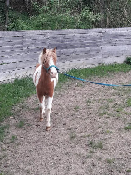 Shetland Persönlichkeit zu verkaufen