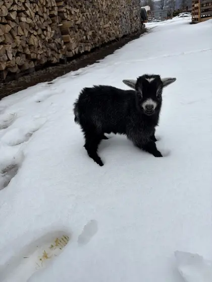 Zwergziegen zu verkaufen