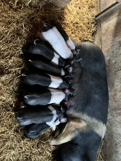 Mastferkel Schwäbisch Hall