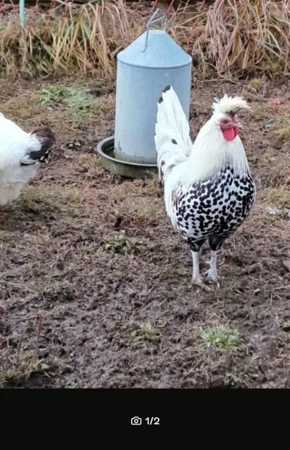 Appenzeller Spitzhauben Hahn